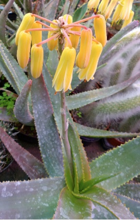 Aloe richaudii 2e plante fleurie .jpg