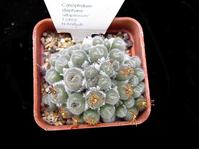 Conophytum stephanii v. albipilosum