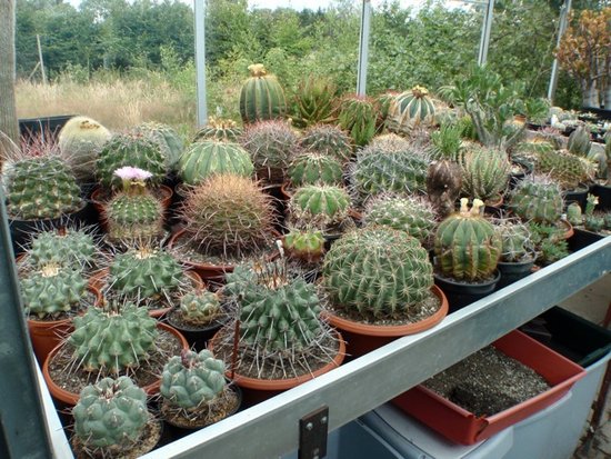 Lot's of Ferocactus and Thelocactus plants