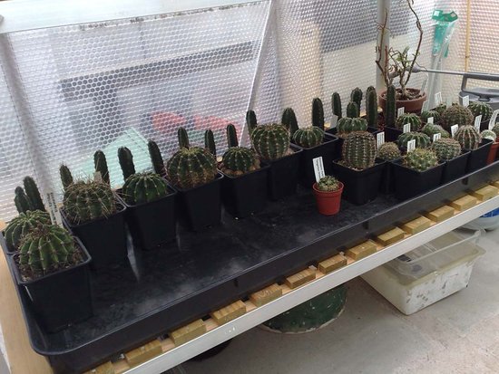 Assorted EH &amp; TH Hybrids, also some EH Species....and some H.Jusbertii growing for grafting stock