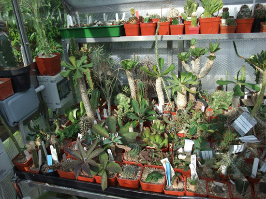 Euphorbia's