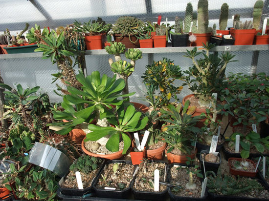 yet more including my favourite beautiful E.poisonii, d.gigas, d.lavranni &amp; seedlings