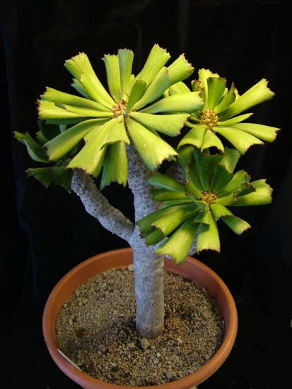 Euphorbia unispina