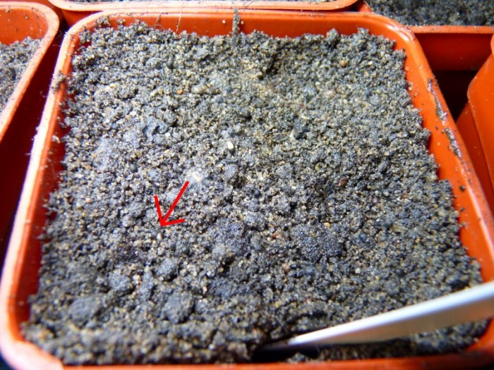 seedling_pot_septcomp_1.jpg
