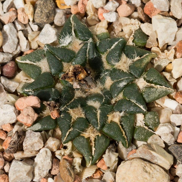 Ariocarpus kotschoubeyanus