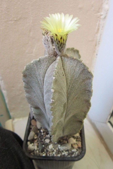 Astrophytum myriostigma v.columnare-floare 2011-4.jpg