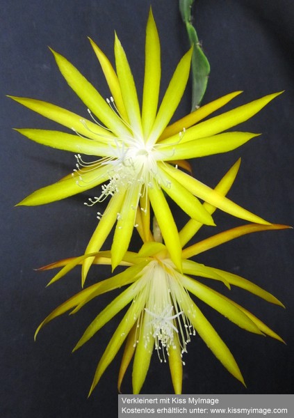 Ephiphyllum hybrid 'Frühlingsgold'