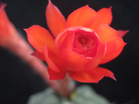 Matucana madisoniorum horridispinum-cvet.JPG