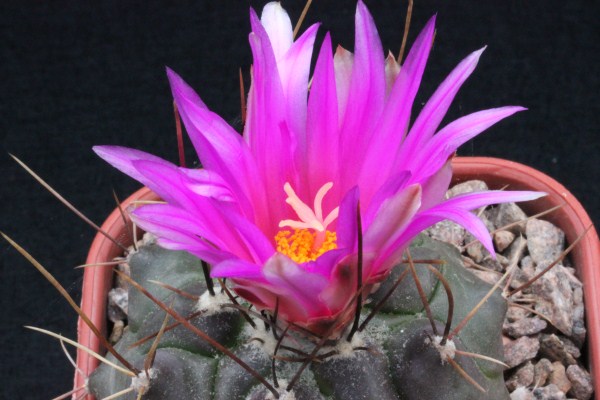One of the less commonly seen of the genus : Thelocactus buekii
