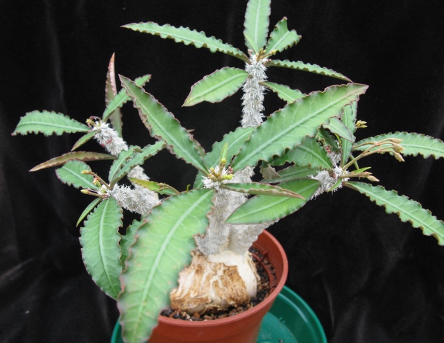 Euphorbia waringae