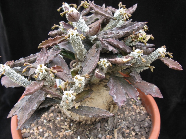 Euphorbia susannae-marneriae