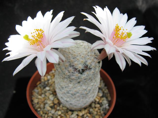 Mammillaria albiflora