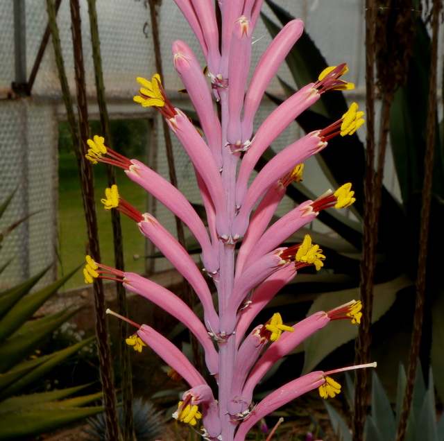 Agave polyanthiflora