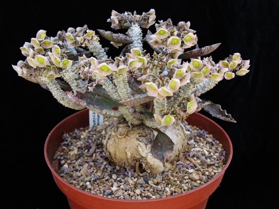 Euphorbia susannae-marnierae