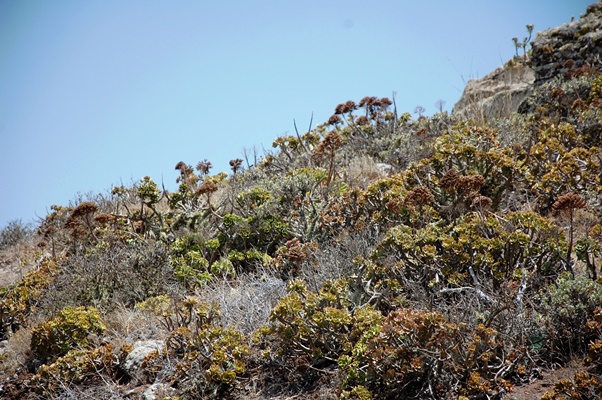Aeonium lancerottense at Risco de Famara, near Haria