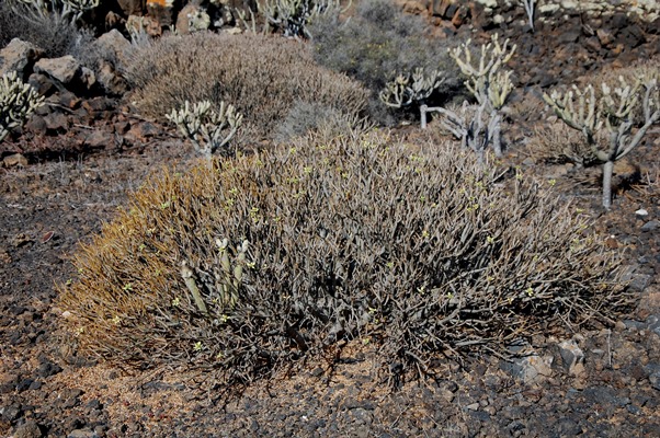 Euphorbia balsamifera, Malpais de la Corona