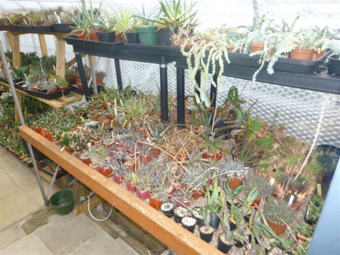 Mostly Agaves &amp; Aloes
