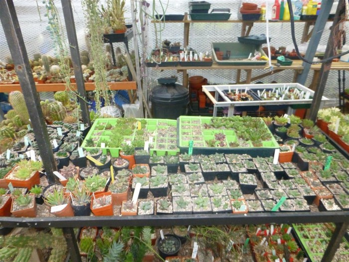 Seedlings and offsets