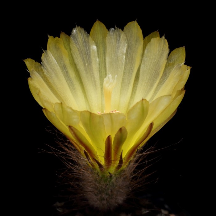 Eriosyce napina ssp. riparia JA 40