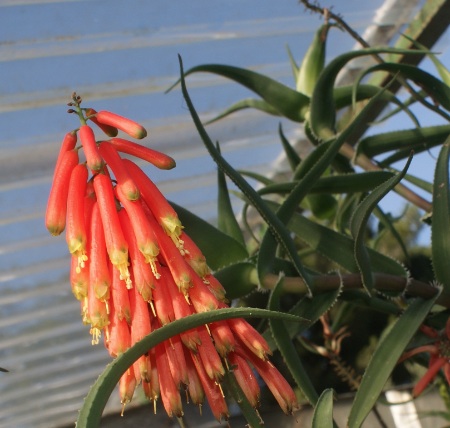 Aloe ciliaris.jpg
