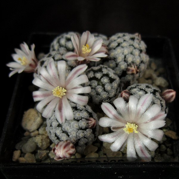 Mammillaria sanchez-mejoradae &quot;Cerro Potosí&quot;