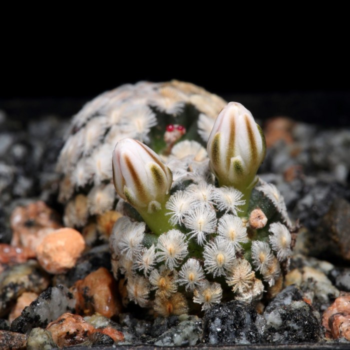 Mammillaria sanchez-mejoradae