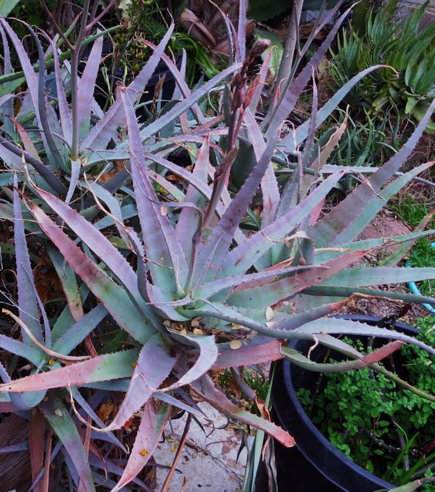 Aloe acutissima and cheranganiensis 1-12.jpg
