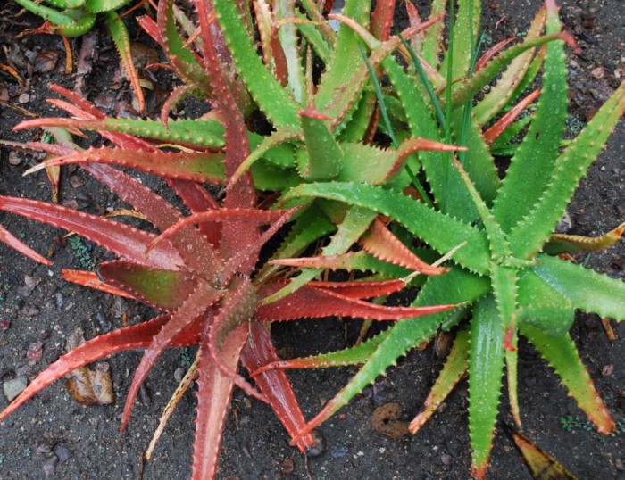 Aloe cameronii variety H.jpg