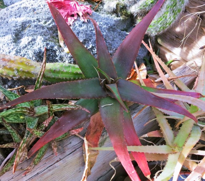 Aloe erythrophylla again 1-12.jpg