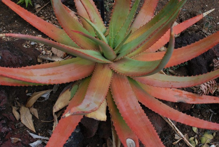 Aloe gariepensis sept.jpg