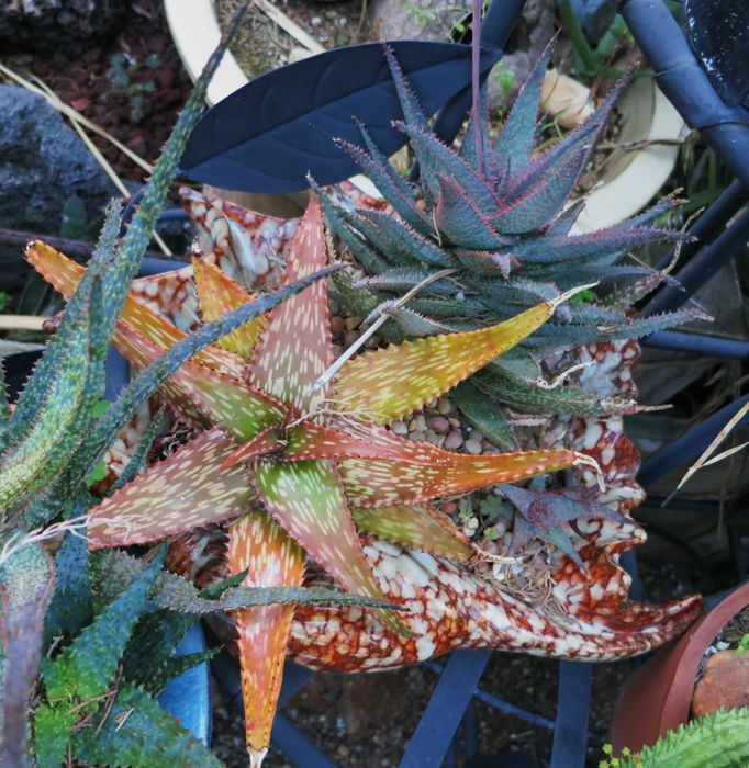 Aloe hemmingii and Medium WEll Done together 12-11.jpg