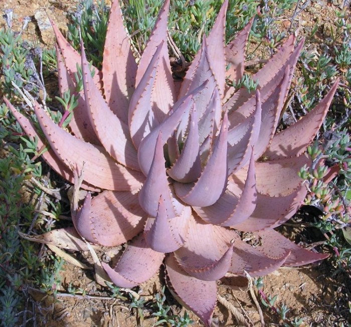 Aloe hereroensis phil 3.jpg