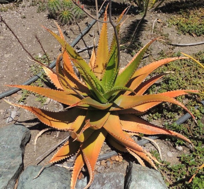 Aloe lolwensis again jeff.jpg