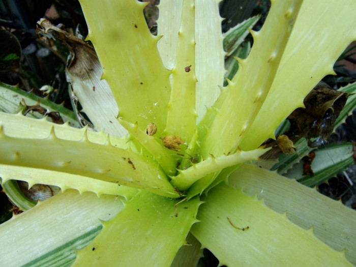 Aloe maculata yellow closer.jpg