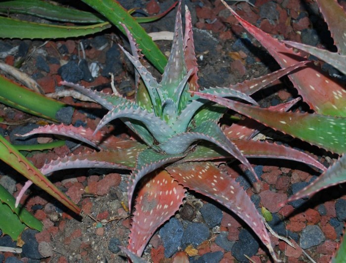 Aloe mubendiensis 2 LL.jpg