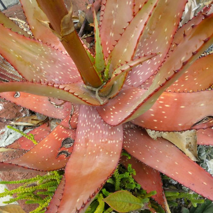 Aloe microstigma leaf color 4-12.jpg