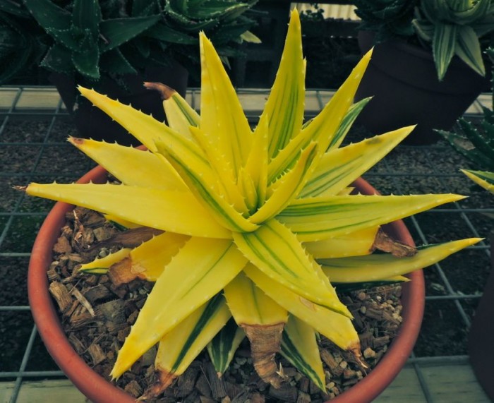 Aloe nobilis variegated nearly all yellow rsn.jpg
