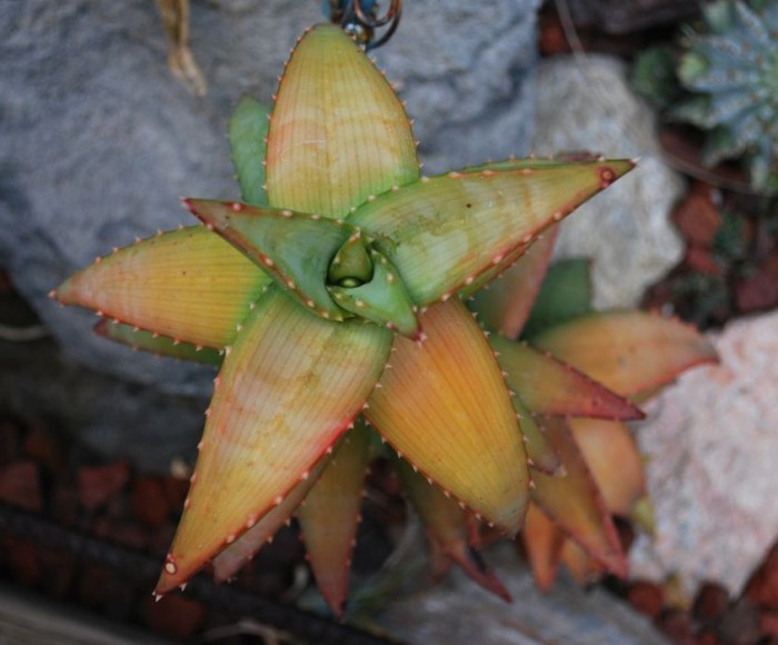 Aloe pearsonii colors 7-11.jpg