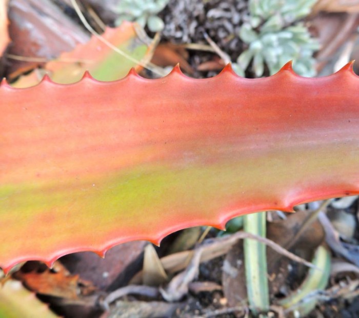 Aloe secundiflora leaf 12-12.jpg