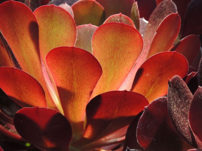 Aeonium hybrid leaves in sunlight.jpg
