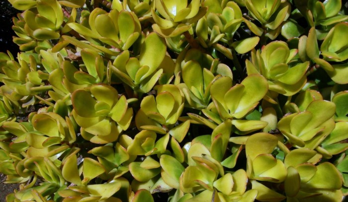 Crassula ovata yellow (2).jpg