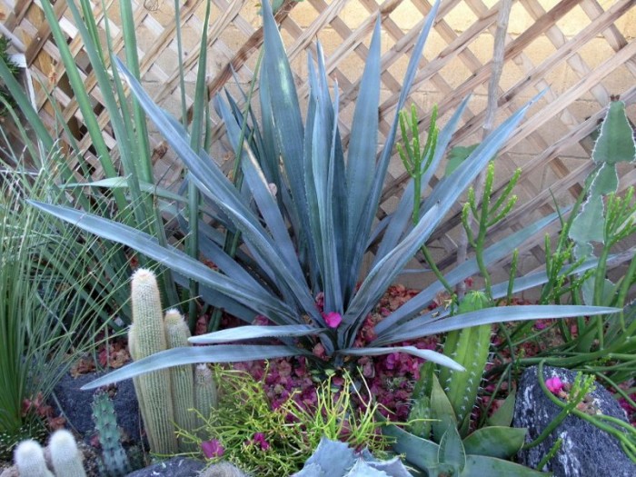 AGave tequiliana trimmed.jpg