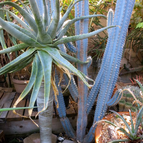 Pilosocereus lanuginosa and Aloe pillansii 10-12.jpg