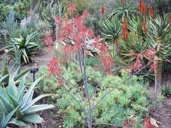 Aloe brandraaiensis in Huntington gardens