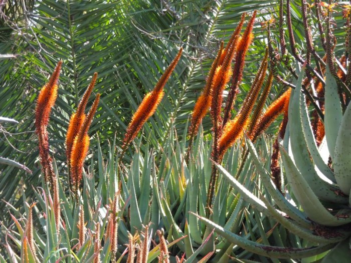 Aloe castanea upright flowers Huntington