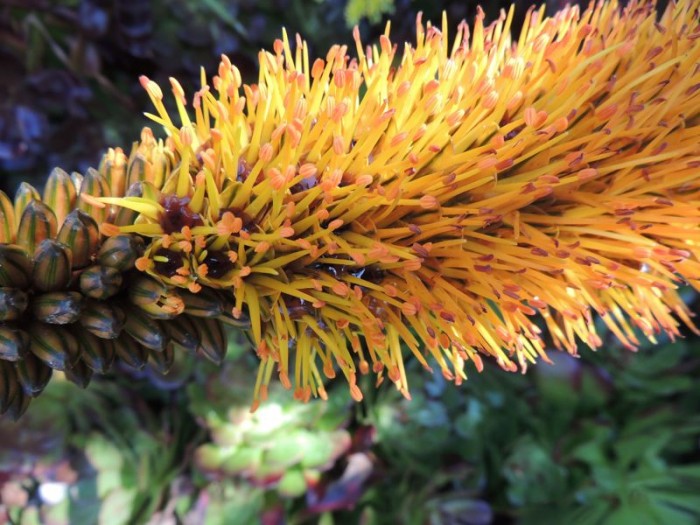 Aloe castanea flower details with nectar, Huntington