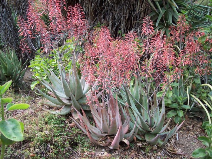 Aloe chabaudii (Huntington)