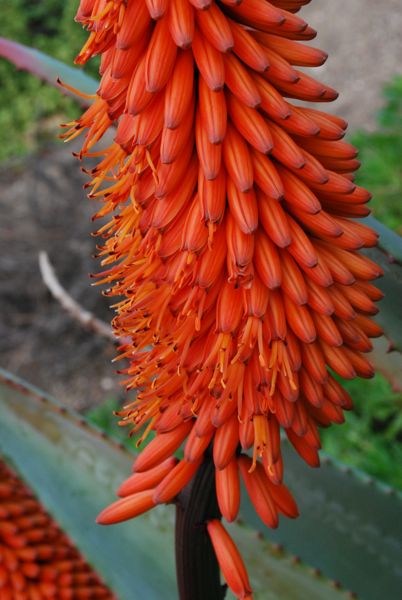 Aloe ferox (Los Angeles arboretum)