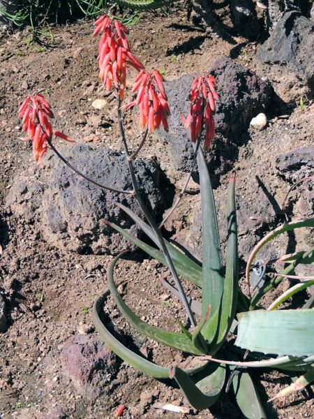 Aloe fleurentiniorum (Huntington)
