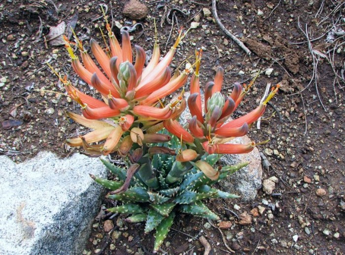 Aloe longistyla in Vista, California